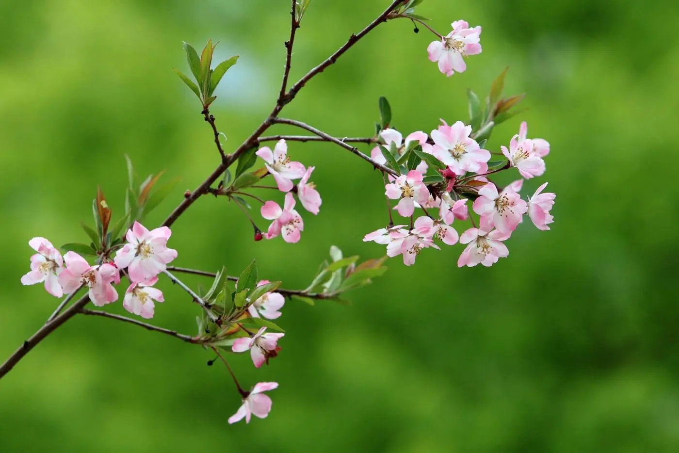 Flowering tree branch in spring