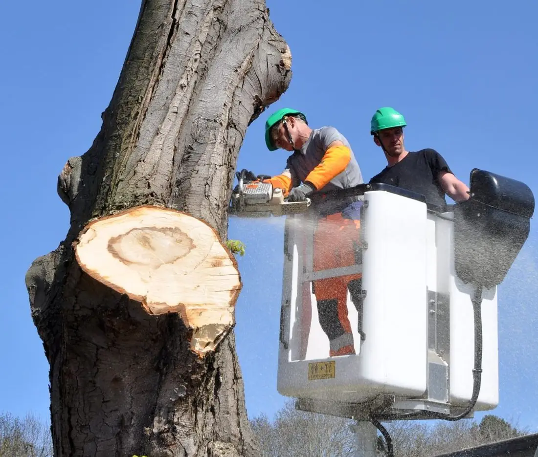Two tree workers in a bucket lift cutting back a large tree