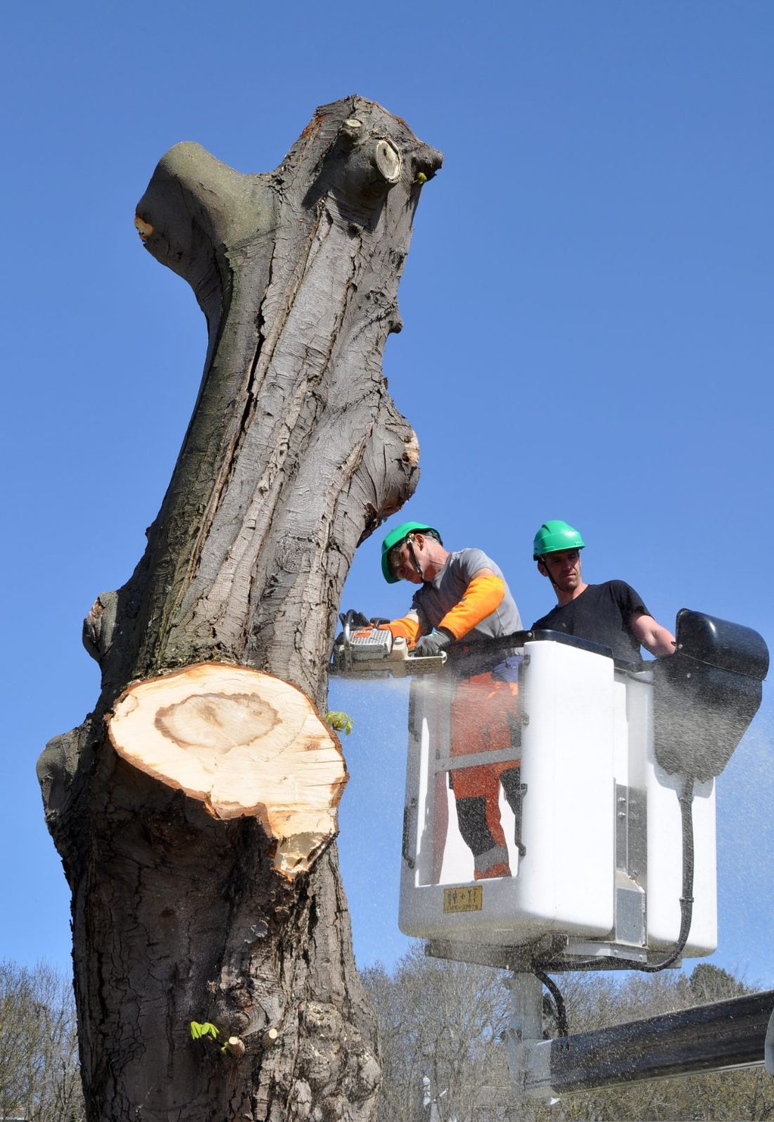 Two tree workers in a bucket lift cutting back a large tree